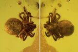 Fossil Spider (Araneae) In Baltic Amber #120601-1